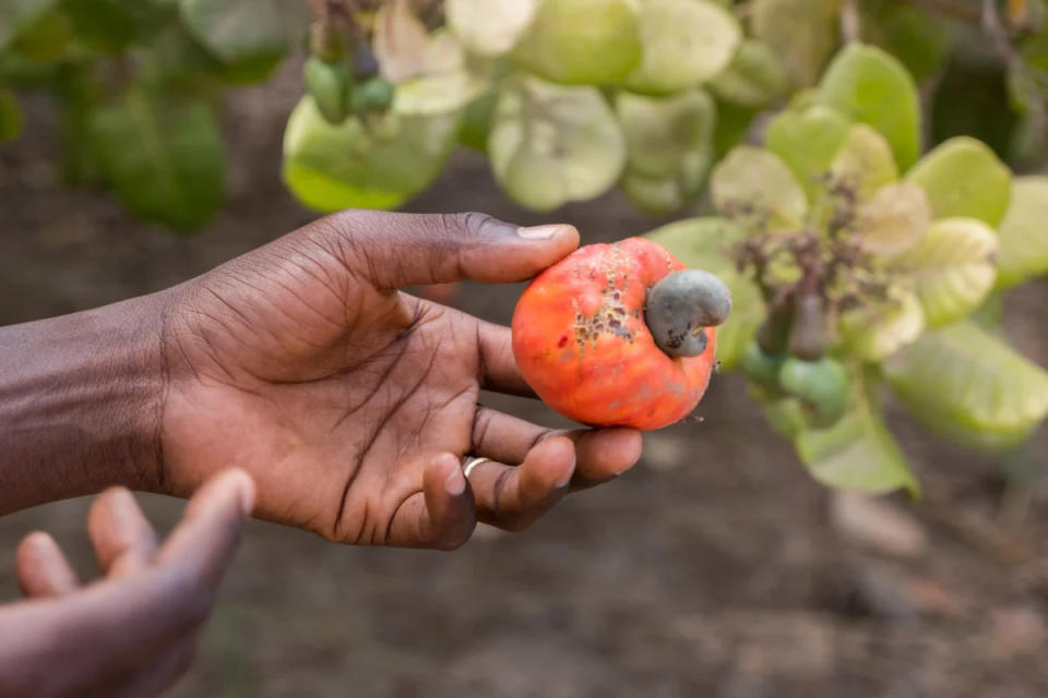 El cajú o anacardo es una fruta de origen brasileño. (AdobeStock)