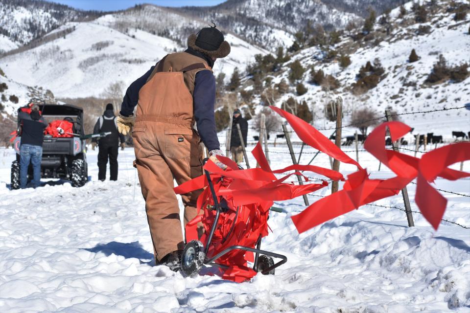 A volunteer from a nearby ranch strings electric fencing with flags meant to deter wolves from cattle along a small pasture on the Gittleson Angus ranch northeast of Walden on Monday. The ranch has had three cows killed by a nearby wolfpack.