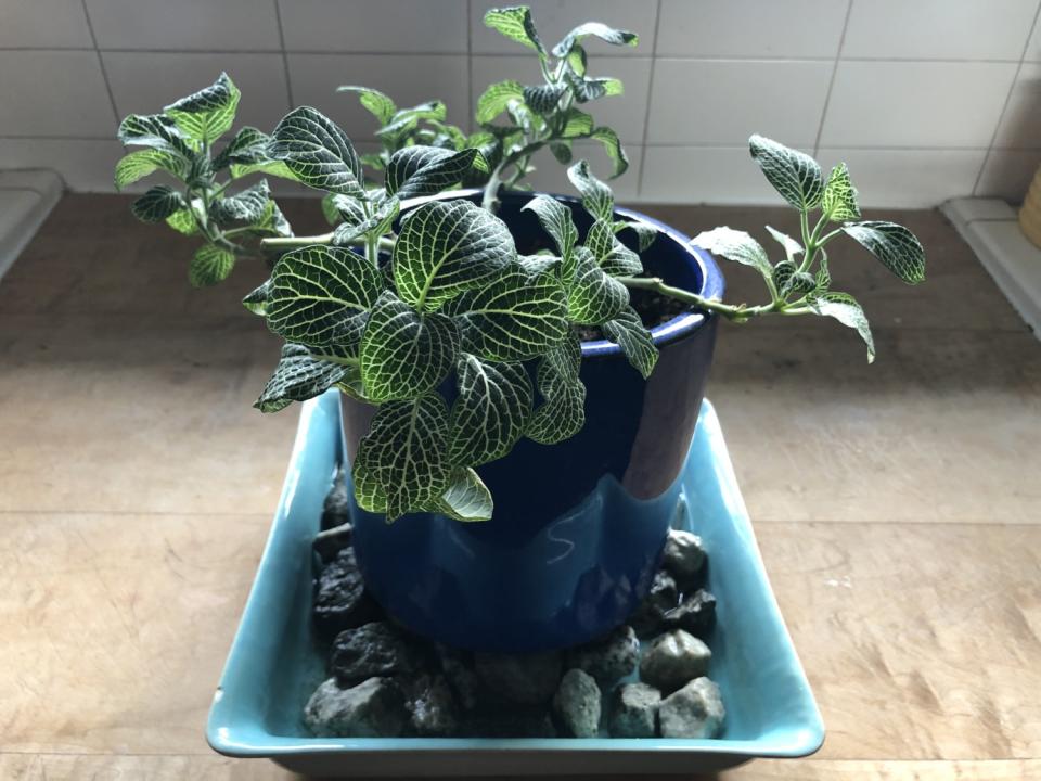 A potted fittonia plant on a tray of damp pebbles