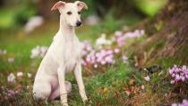 <p> When it comes to gentle souls, the Whippet is right up there with the Cavie, in terms of its sweet and loving nature. As long as he has his daily exercise needs met, the Whippet will make for a calm and quiet companion.&#xA0; </p>