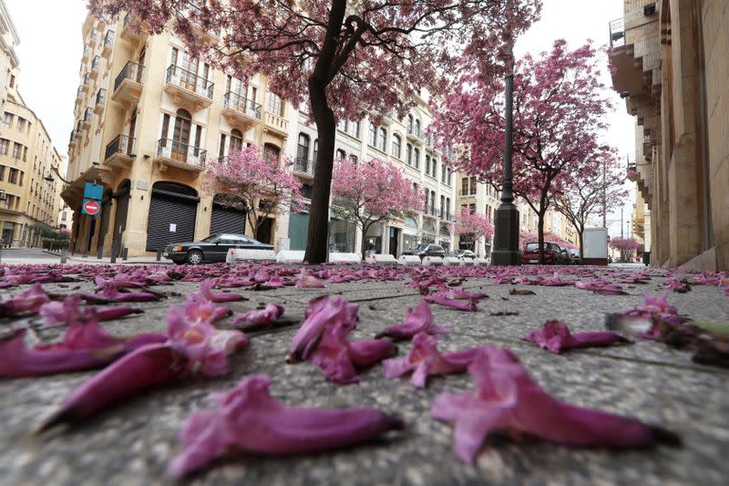 Trees are pictured along an empty road in Beirut