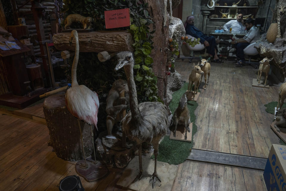 Salesmen sit in an animal embalming shop in Souq Waqif, Doha, Qatar, Sunday, Oct. 16, 2022. (AP Photo/Nariman El-Mofty)