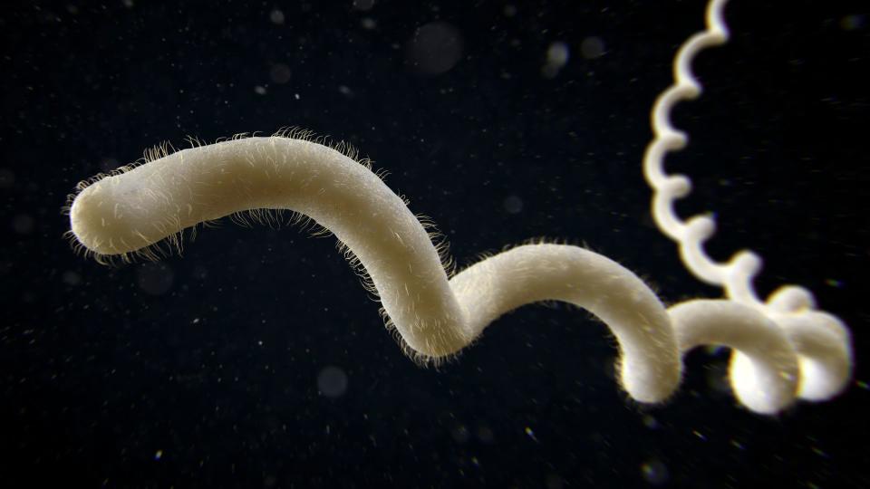 illustration of a spiral shaped bacterium against a black background