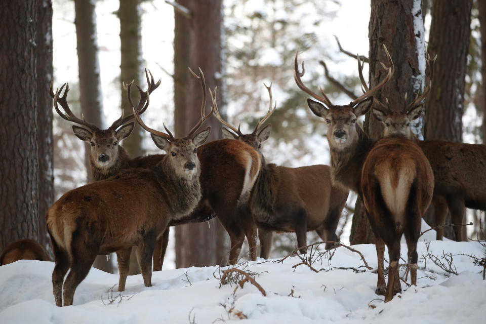 Red deer in Braemar, Aberdeenshire, which had an overnight temperature of minus 23.0C (minus 9.4F). The village, which is near Balmoral Castle, the summer residence of Queen Elizabeth II, recorded the lowest temperature in the UK in more than two decades, following an 