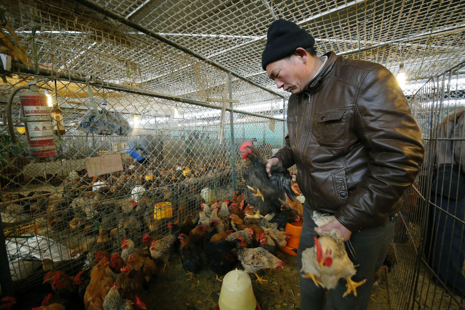 In this Tuesday, Jan. 21, 2014 photo, a vendor picks chickens at a wholesale poultry market in Shanghai. A spate of bird flu cases since the beginning of the year in China has experts watching closely as millions of people and poultry are on the move ahead of the Lunar New Year holiday, the world's largest annual human migration. (AP Photo)