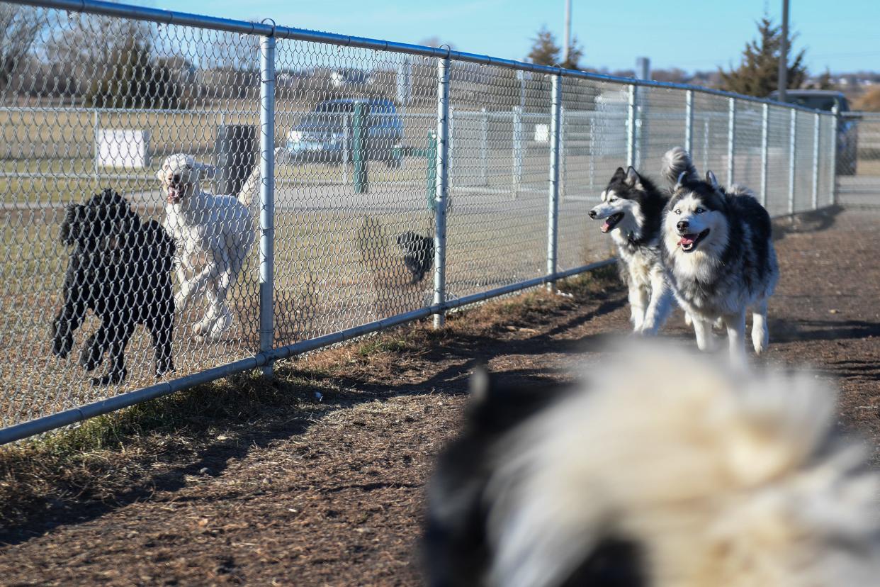 A group of dogs play near a fence on Friday, Dec. 8, 2023 at Family Park in Sioux Falls.