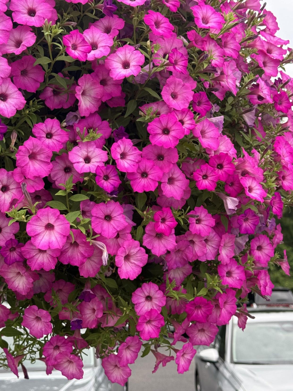 Supertunia Tiara Pink petunia will make its debut in 2025. Here it is seen the morning of the Young’s Plant Farm Annual Garden Tour this June in Auburn, Alabama.