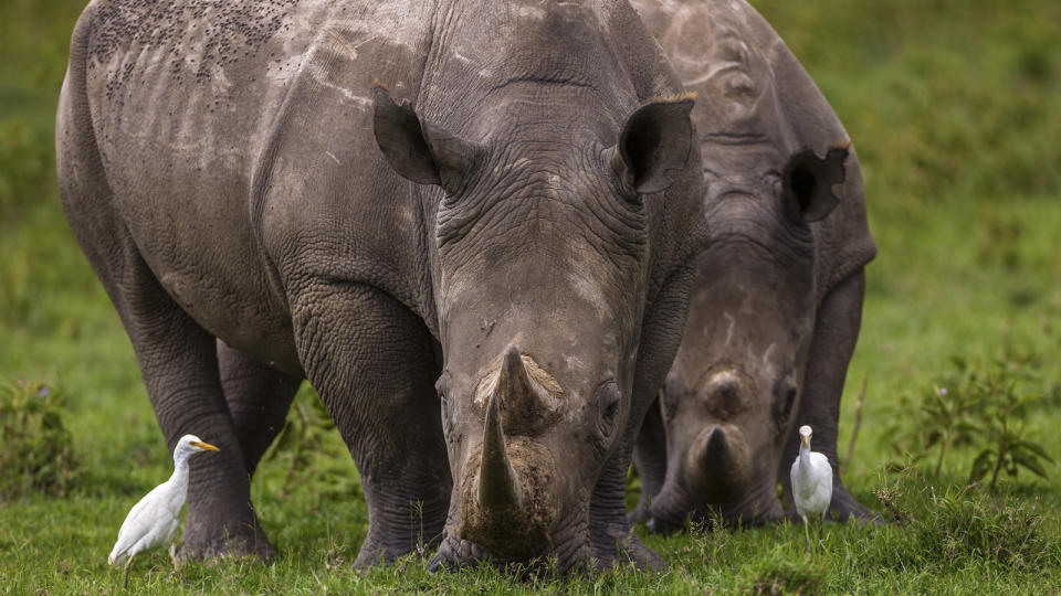 Two sumatran rhinos eat near two white birds