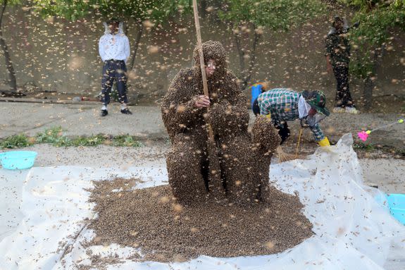 <p>A man in Canada covered his head in bees for just over an hour in downtown Toronto Wednesday, as you do, to promote the release of a new movie.</p> <p>Juan Carlos Noguez Ortiz from nearby Dickey Bee Honey Farm grew what's known by practitioners of the bizarre ritual as a "bee beard" for the stunt, which saw him engulfed in insects for 61 excruciating minutes.</p> <p>He smashed the previous record of 53 minutes, 34 seconds, <a rel="nofollow noopener" href="http://www.cbc.ca/news/canada/toronto/guinness-world-record-bee-beard-1.4269351" target="_blank" data-ylk="slk:according to;elm:context_link;itc:0;sec:content-canvas" class="link ">according to</a> local media who were watching the horror at the city's Yonge-Dundas Square.</p> <div><p>SEE ALSO: <a rel="nofollow noopener" href="http://mashable.com/2017/07/30/mosquito-bite-shaming/?utm_campaign=Mash-BD-Synd-Yahoo-Watercooler-Full&utm_cid=Mash-BD-Synd-Yahoo-Watercooler-Full" target="_blank" data-ylk="slk:Stop telling people not to worry about mosquito bites if you don't get mosquito bites;elm:context_link;itc:0;sec:content-canvas" class="link ">Stop telling people not to worry about mosquito bites if you don't get mosquito bites</a></p></div> <p>100,000 bees were used from the nearby farm, according to its master beekeeper Peter Dickey. "But we brought the gentle ones," he insisted, because "that is very important when we are doing the bearding."</p> <div><div><blockquote> <p>Our <a rel="nofollow noopener" href="https://twitter.com/GWR" target="_blank" data-ylk="slk:@GWR;elm:context_link;itc:0;sec:content-canvas" class="link ">@GWR</a> attempt underway at <a rel="nofollow noopener" href="https://twitter.com/YDSquare" target="_blank" data-ylk="slk:@YDSquare;elm:context_link;itc:0;sec:content-canvas" class="link ">@YDSquare</a> for <a rel="nofollow noopener" href="https://twitter.com/hashtag/BloodHoney?src=hash" target="_blank" data-ylk="slk:#BloodHoney;elm:context_link;itc:0;sec:content-canvas" class="link ">#BloodHoney</a> with <a rel="nofollow noopener" href="https://twitter.com/dickeybeehoney" target="_blank" data-ylk="slk:@dickeybeehoney;elm:context_link;itc:0;sec:content-canvas" class="link ">@dickeybeehoney</a>! <br><br>Wish Juan luck 🐝🍯🇨🇦 <br>Watch: <a rel="nofollow noopener" href="https://t.co/8zAhIfNJDe" target="_blank" data-ylk="slk:https://t.co/8zAhIfNJDe;elm:context_link;itc:0;sec:content-canvas" class="link ">https://t.co/8zAhIfNJDe</a> <a rel="nofollow noopener" href="https://t.co/8cma761Gts" target="_blank" data-ylk="slk:pic.twitter.com/8cma761Gts;elm:context_link;itc:0;sec:content-canvas" class="link ">pic.twitter.com/8cma761Gts</a></p> <p>— Blood Honey (@BloodHoneyMovie) <a rel="nofollow noopener" href="https://twitter.com/BloodHoneyMovie/status/902932973070295040" target="_blank" data-ylk="slk:August 30, 2017;elm:context_link;itc:0;sec:content-canvas" class="link ">August 30, 2017</a></p> </blockquote></div></div>  <p>Dickey's farm also provided the bees for the film the whole stunt was aiming to promote - <em>Blood Honey - </em>which seemingly features blood, honey, and a lot of bees.</p> <div><div><blockquote> <p>A Guinness World Record Event at <a rel="nofollow noopener" href="https://twitter.com/hashtag/YDSquare?src=hash" target="_blank" data-ylk="slk:#YDSquare;elm:context_link;itc:0;sec:content-canvas" class="link ">#YDSquare</a> this week! <br>Wearing a head full of bees to promote the film BLOOD HONEY <a rel="nofollow noopener" href="https://t.co/47znM9gv1X" target="_blank" data-ylk="slk:https://t.co/47znM9gv1X;elm:context_link;itc:0;sec:content-canvas" class="link ">https://t.co/47znM9gv1X</a> <a rel="nofollow noopener" href="https://t.co/QXhEebqJaa" target="_blank" data-ylk="slk:pic.twitter.com/QXhEebqJaa;elm:context_link;itc:0;sec:content-canvas" class="link ">pic.twitter.com/QXhEebqJaa</a></p> <p>— Yonge-Dundas Square (@YDSquare) <a rel="nofollow noopener" href="https://twitter.com/YDSquare/status/902238789917184001" target="_blank" data-ylk="slk:August 28, 2017;elm:context_link;itc:0;sec:content-canvas" class="link ">August 28, 2017</a></p> </blockquote></div></div> <p>Keep an eye out for it.</p> <p>In the meantime, here a few more bee bearding pics to haunt your dreams.</p>  <p>Bees cover beekeeper Gao Bingguo Tai'an, Shandong Province of China in 2014. Gao Bingguo attracted about 326,000 bees, 32.6kg in weight, onto his body in more than one hour after placing nearly 50 queen bees on his body.</p><div><p>Image: VCG via Getty Images</p></div> <p>Bee keeper Bui Duy Nhat stands while thousands of wild bees land on his body, in Nua Ngam commune, Dien Bien province, Vietnam, 26 May 2017.</p><div><p>Image: PHAM NGOC THANH/EPA/REX/Shutterstock</p></div><div><blockquote> <p><a rel="nofollow noopener" href="https://t.co/52DAkRkS4t" target="_blank" data-ylk="slk:pic.twitter.com/52DAkRkS4t;elm:context_link;itc:0;sec:content-canvas" class="link ">pic.twitter.com/52DAkRkS4t</a></p> <p>— MGM (@Marcanadian) <a rel="nofollow noopener" href="https://twitter.com/Marcanadian/status/902936333651456000" target="_blank" data-ylk="slk:August 30, 2017;elm:context_link;itc:0;sec:content-canvas" class="link ">August 30, 2017</a></p> </blockquote></div> <div> <h2><a rel="nofollow noopener" href="http://mashable.com/2017/08/02/sustainable-indoor-vertical-farm/?utm_campaign=Mash-BD-Synd-Yahoo-Watercooler-Full&utm_cid=Mash-BD-Synd-Yahoo-Watercooler-Full" target="_blank" data-ylk="slk:WATCH: You're closer to having a sustainable farm in your home than you might think;elm:context_link;itc:0;sec:content-canvas" class="link ">WATCH: You're closer to having a sustainable farm in your home than you might think</a></h2> <div>  </div> </div> 