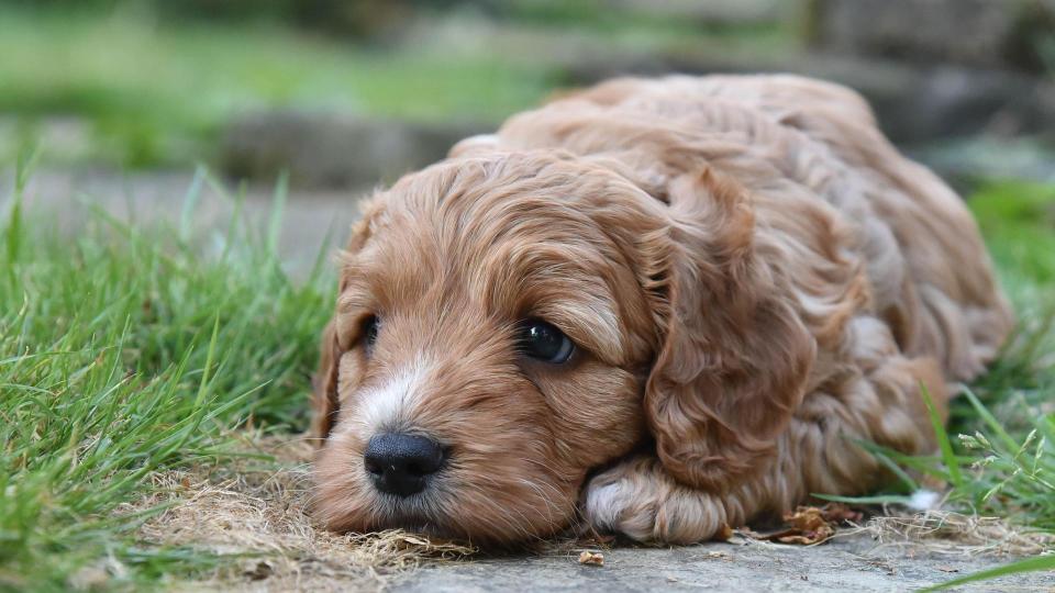 Cockapoo puppy