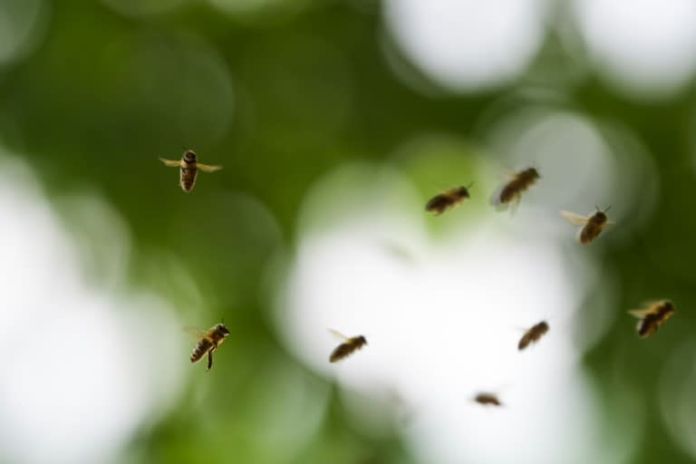 Bees have been dying off around the globe from "colony collapse disorder", a mysterious scourge blamed partly on pesticide