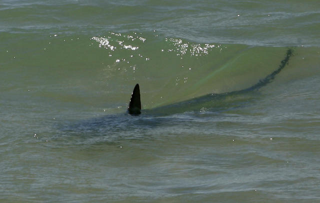 California swimmer badly injured in shark attack, News