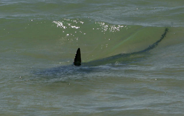 Global unprovoked shark attacks down, with Florida still ranking 1st in  the world, report reveals - CBS News