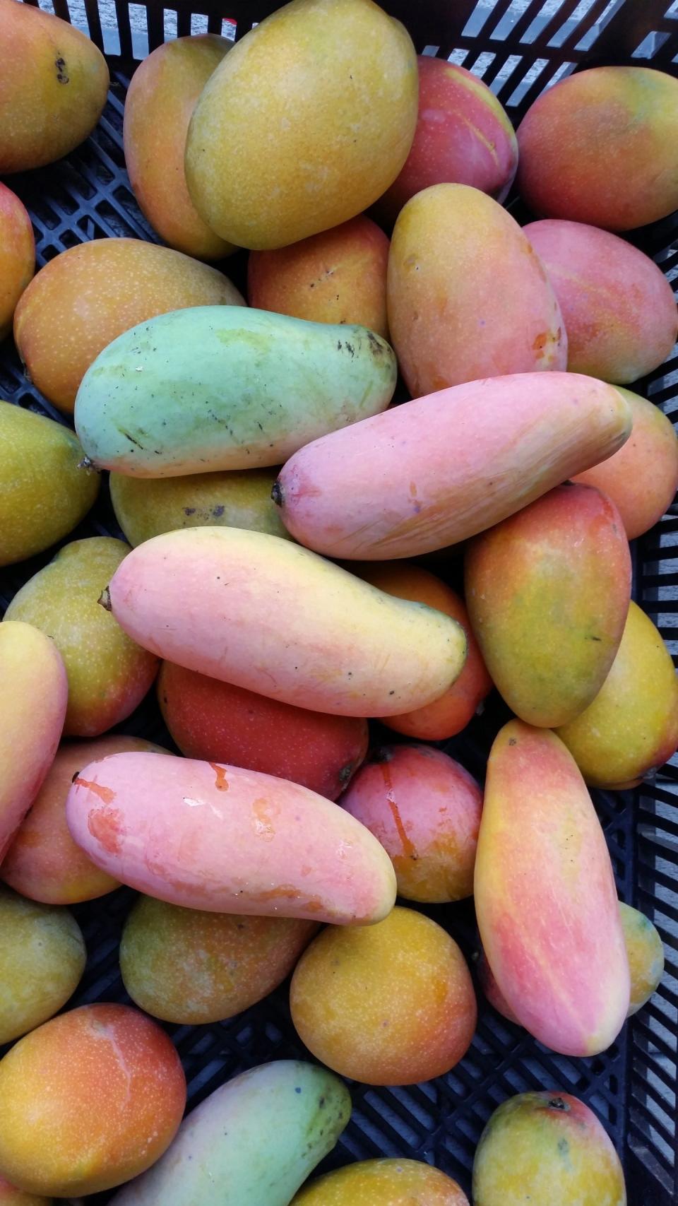 Some of the mangos grown by Donna and Gary Schneider before Hurricane Ian wrecked their nursery.