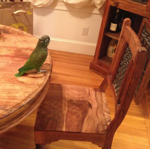 Eastwooding bird