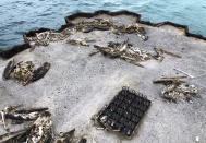 In this Oct. 22, 2019, photo, dead seabirds lie on a pier with plastic debris on Midway Atoll in the Northwestern Hawaiian Islands. Midway is littered with countless bird skeletons that have brightly colored plastic protruding from their now decomposing intestines. Bottle caps, toothbrushes and cigarette lighters sit in the centers of their feathery carcasses. (AP Photo/Caleb Jones)