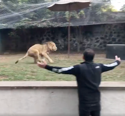 愛德華多里奧張開雙臂呼喊獅子。（圖／翻攝自黑豹白虎基金會粉專）