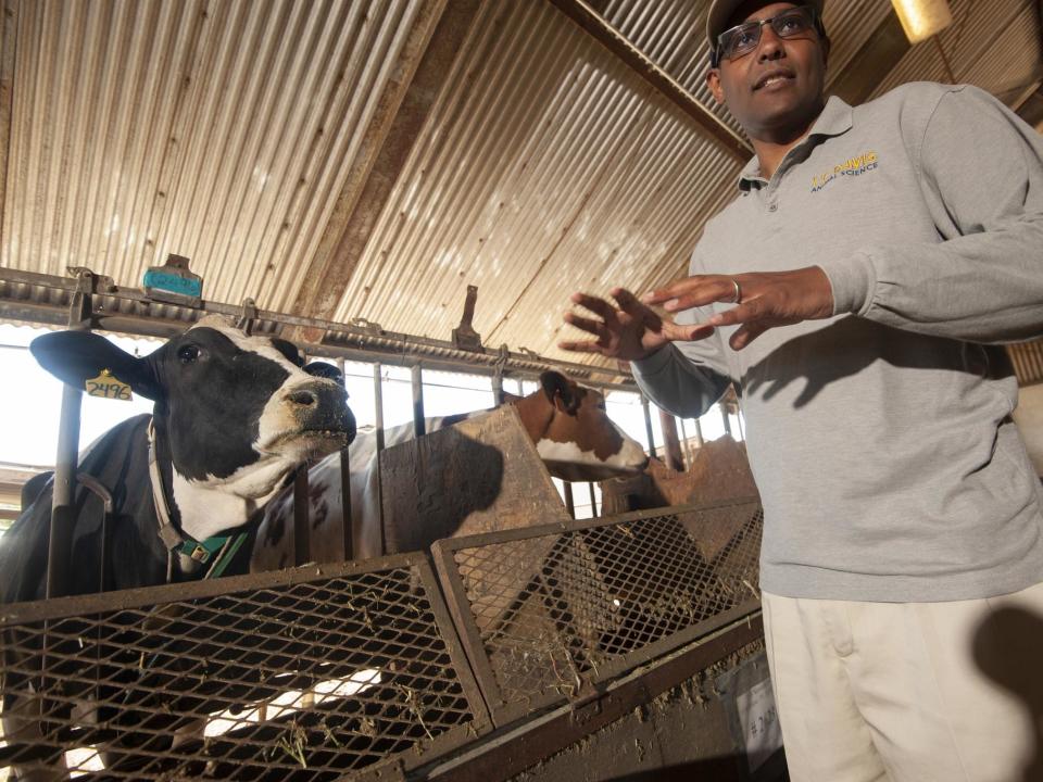 Feeding cows seaweed cuts 99% of greenhouse gas emissions from their burps, research finds