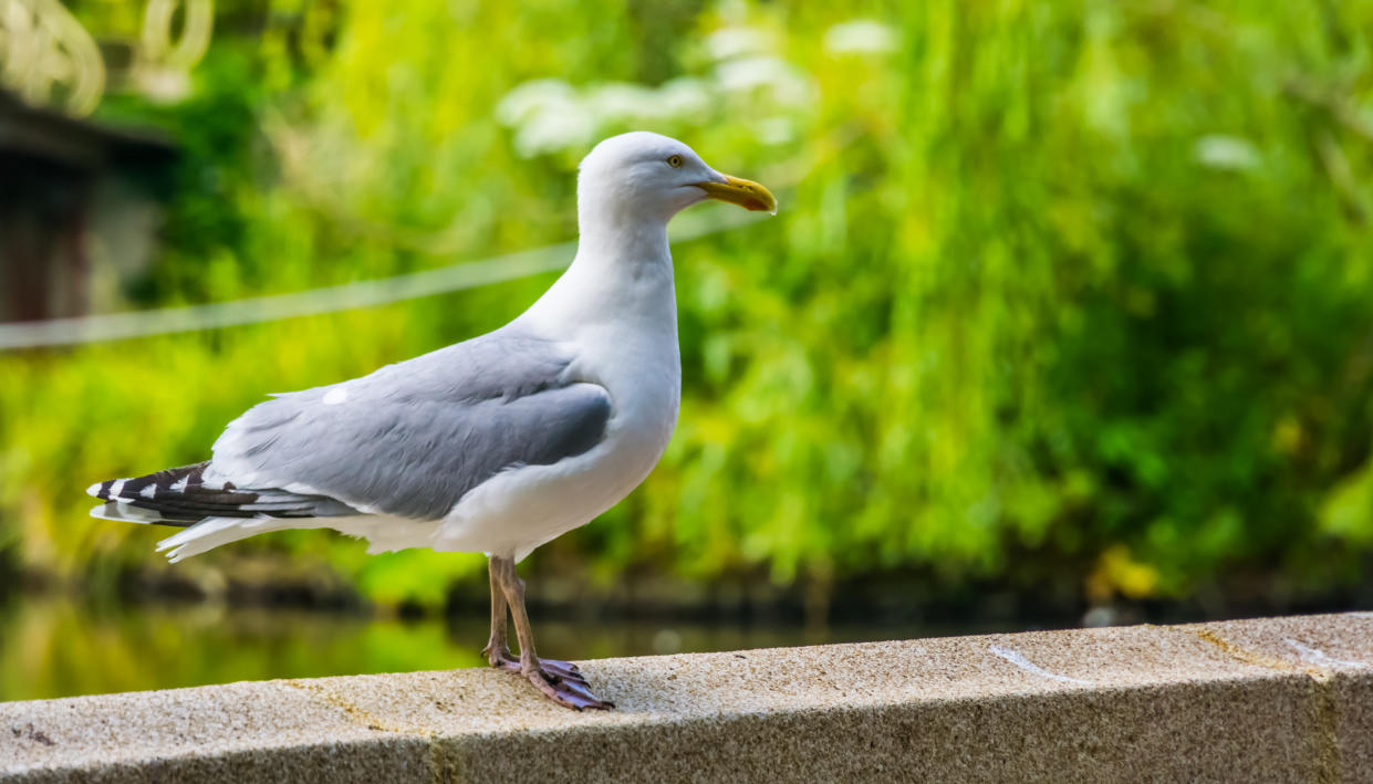 closeup of a european herring gull, popular and common wild bird specie in europe