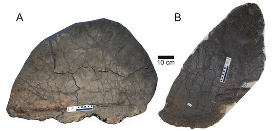 A comparison of the largest wide plate (A) next to the largest tall plate (B) of the studied <i>Stegosaurus mjosi</i> plates.