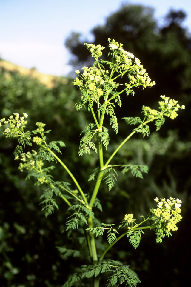 How to Tell the Difference Between Poison Hemlock and Queen Anne's Lace