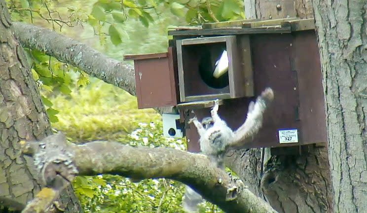 This is the moment a baby owl is snapped clinging on to a tree as it leaves the nest for the first time