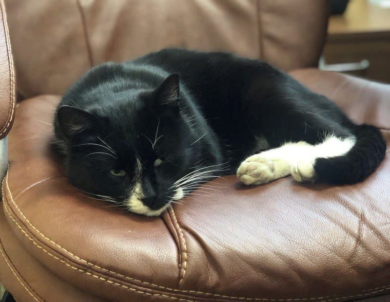 A cat rescued by a worker of a waste sorting plant lies in a swivel chair in Ulyanovsk