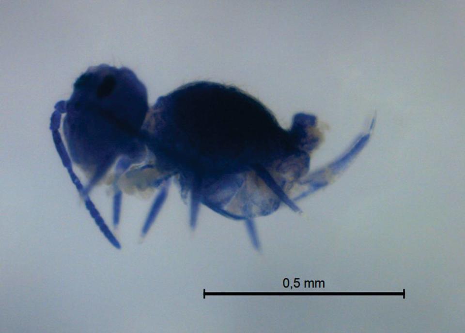 Szeptyckitheca cyanea was named after its “dark bluish” color, researchers said.