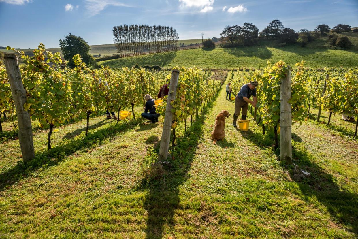 <span>English sparkling wine’s a speciality at Breaky Bottom vineyard near Lewes in East Sussex.</span><span>Photograph: Andrew Hasson/Alamy</span>