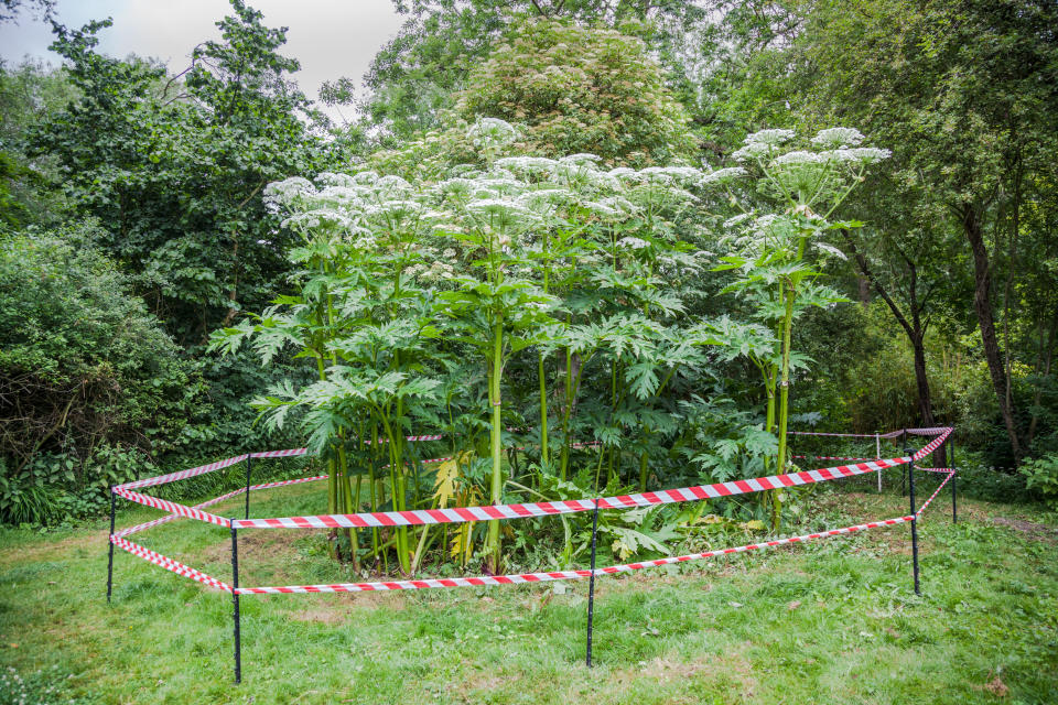 Giant hogweed is seen in England during the summer. / Credit: Getty Images/iStockphoto