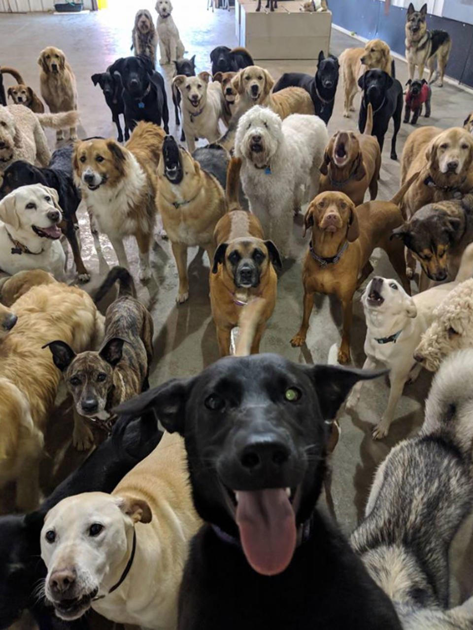 A dog daycare photo has gone viral for capturing what appears to be a black labrador taking a selfie. Facebook/ Go Fetch Dog Daycare and Boarding