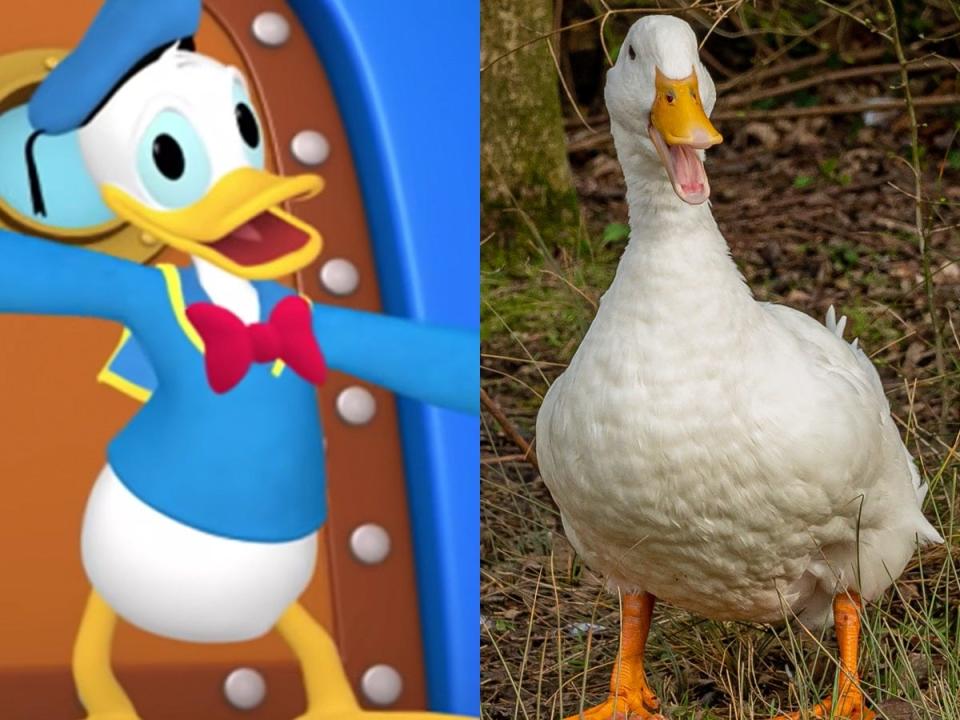 donald duck side by side