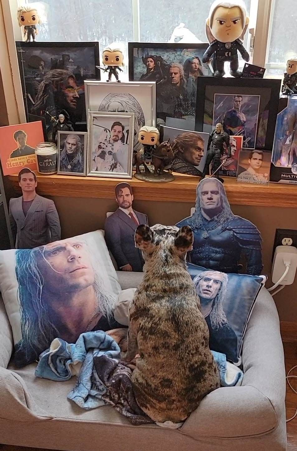 Rory the merle French bulldog in her Henry Cavill shrine made up of memorabilia gifted to her by TikTok fans.