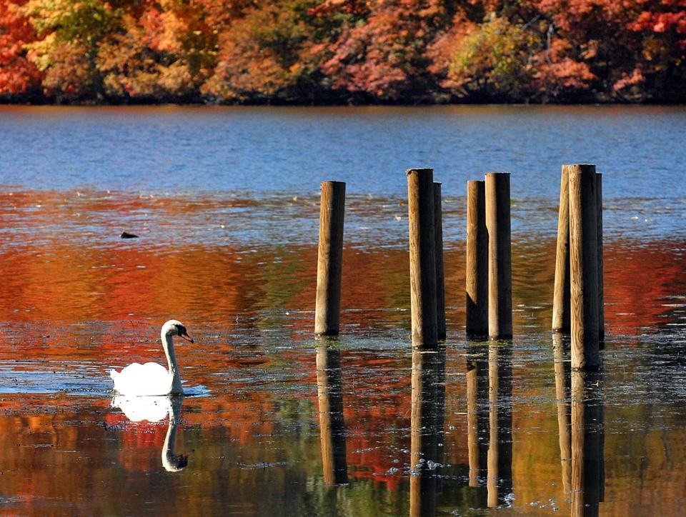 Fall foliage is expected to be vibrant this year due to this summer's heavy rains.