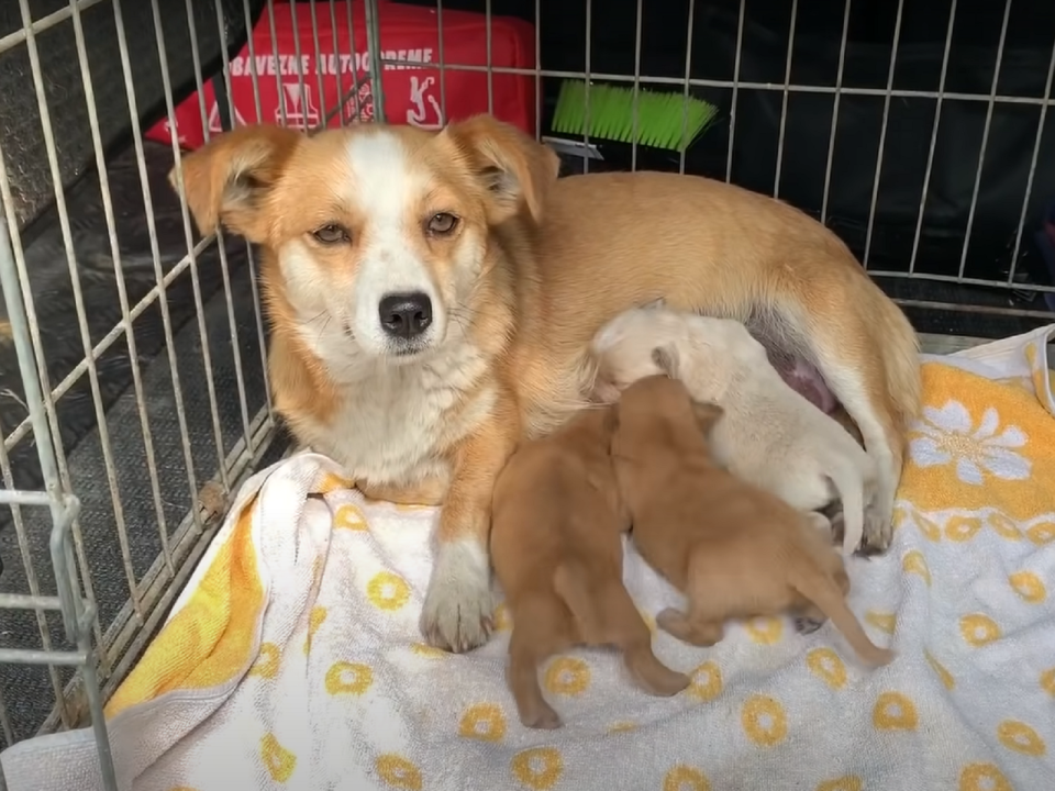 <p>狗媽媽剛生完三隻狗寶就被遺棄（圖／Youtube@Dog Rescue Shelter Mladenovac, Serbia）</p>
