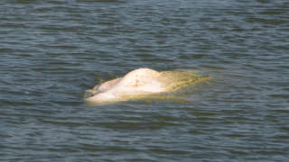 A beluga whale swims between two locks on the Seine river, in Notre-Dame-de-la-Garenne, northwestern France, on August 6, 2022. - The beluga whale appears to be underweight and officials are worried about its health, regional authorities said. The protected species, usually found in cold Arctic waters, had made its way up the waterway and reached a lock some 70 kilometres (44 miles) from Paris. The whale was first spotted on August 2, 2022 in the river that flows through the French capital to the English Channel, and follows the rare appearance of a killer whale in the Seine just over two months ago. (Photo by JEAN-FRANCOIS MONIER / AFP)