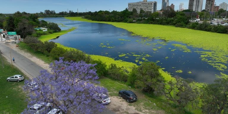 Cuando la vegetación se sumerja, dejará de producir oxígeno y la falta de oxigenación del agua provoca mortandad de peces; además, bloqueará a las plantas sumergidas nativas