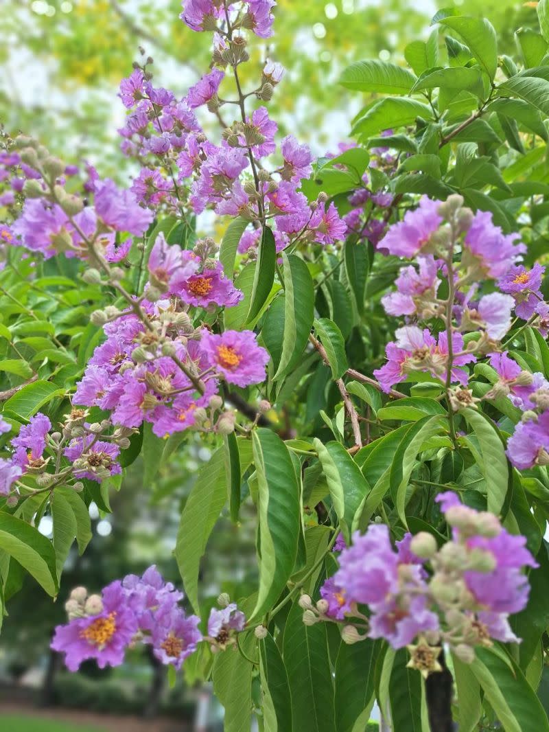 ▲大花紫薇於每年6至8月間綻放，散發出絢麗的紫色花海(圖／建設局提供2023.6.3)