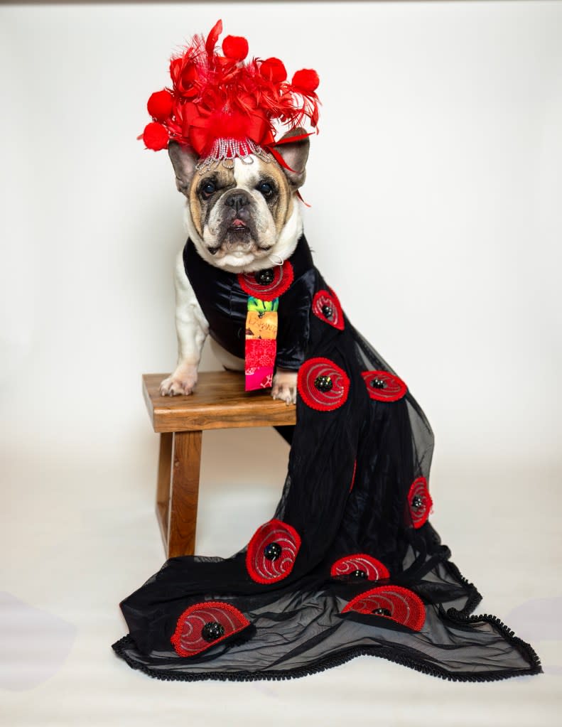 Harley, a French bulldog, will be in an outfit inspired by the one Sarah Jessica Parker wore to the Met Gala in 2015. Dianne Ferrer