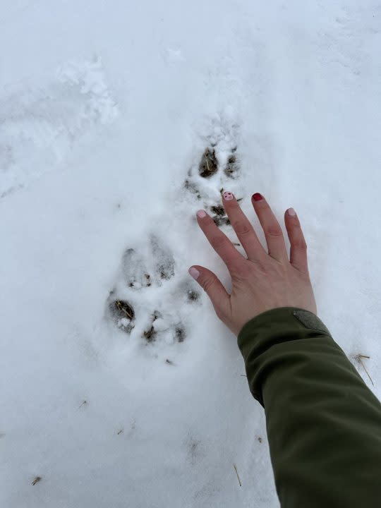 Wolf tracks in snow compared to a human hand