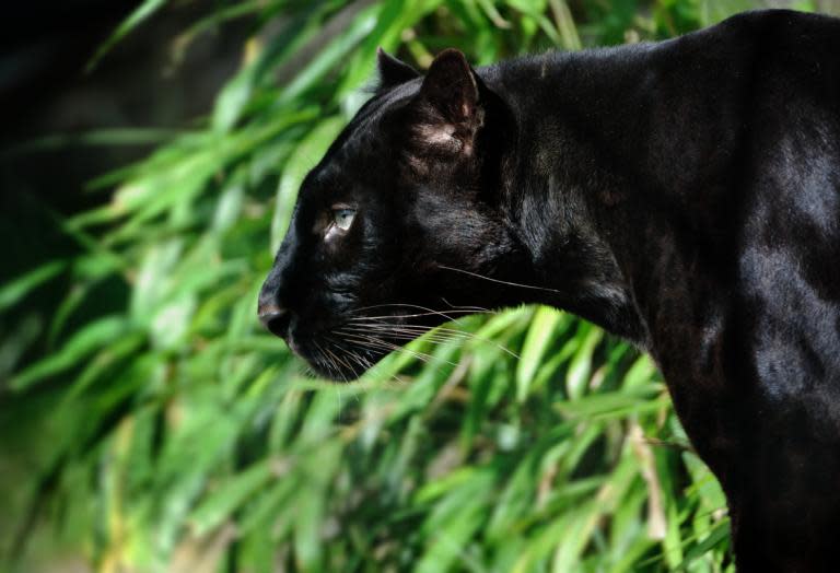 Black panther ‘spotted in Scotland’ as police urge residents to stay away