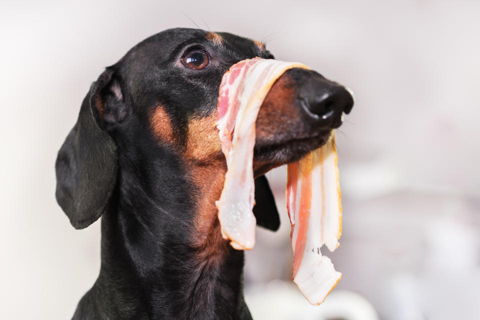 dog dachshund, with a slice of bacon on the nose, looks scared, stealing food from the table