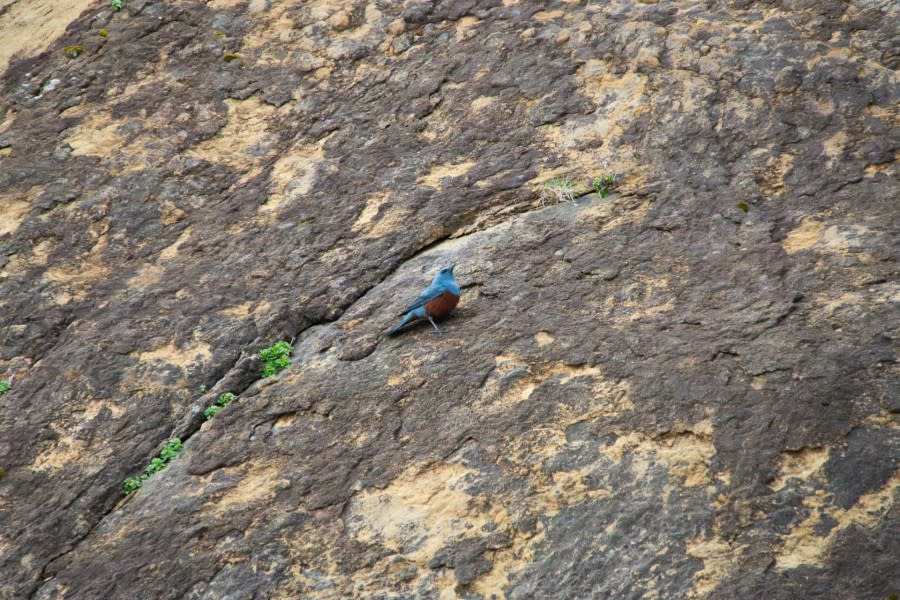 blue rock thrush