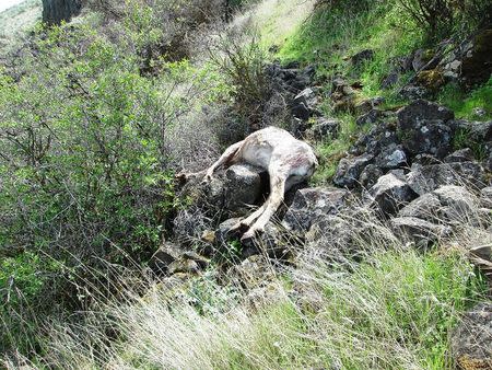 A carcass of a bighorn sheep is seen in an undated photo released by the Oregon State Police April 5, 2016. REUTERS/Oregon State Police/Handout via Reuters