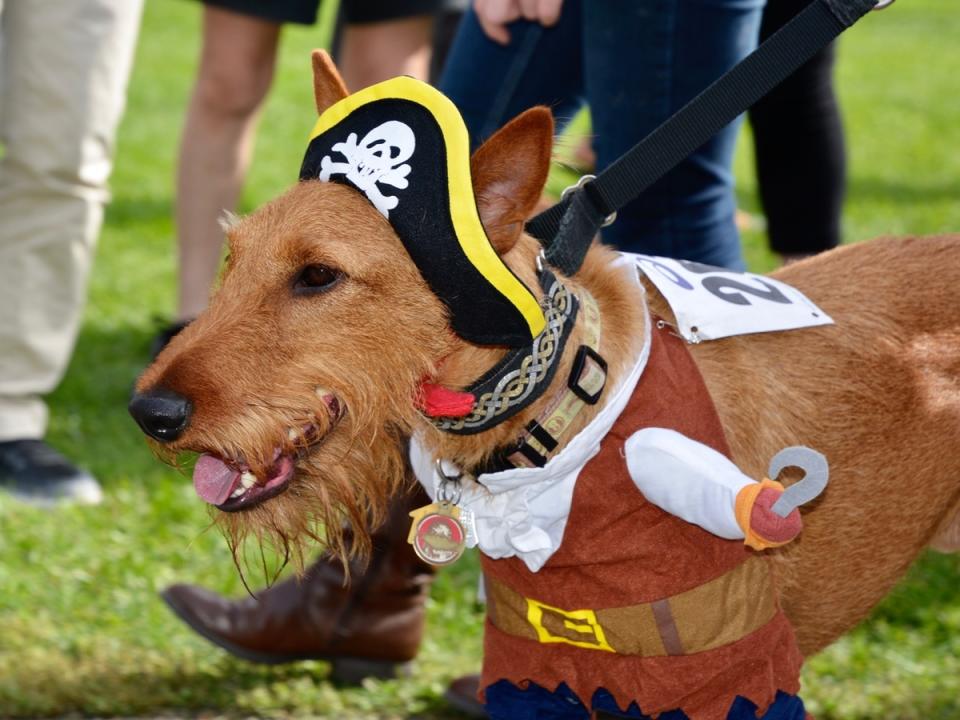 There will be a costume contest, a doggie cake walk and a best trick competition. (Rick Uldricks/Patch)