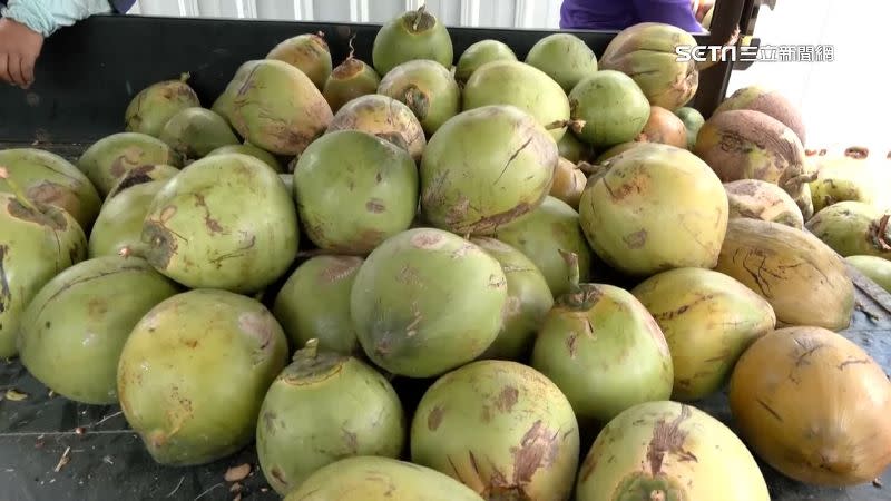有信眾提供5000斤的新鮮椰子，現剖供民眾降火。