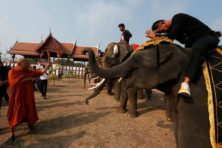 A Thai Buddhist monk blesses elephants during Thailand's national elephant day celebration in the ancient city of Ayutthaya March 13, 2017. REUTERS/Chaiwat Subprasom