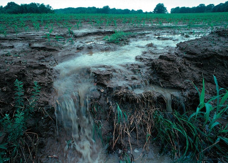 <span class="caption">Modern farming sheds valuable topsoil and fertilisers into aquatic ecosystems, where they smother wildlife.</span> <span class="attribution"><a class="link " href="https://en.wikipedia.org/wiki/Nutrient_pollution#/media/File:Runoff_of_soil_&_fertilizer.jpg" rel="nofollow noopener" target="_blank" data-ylk="slk:Lynn Betts/U.S. Department of Agriculture;elm:context_link;itc:0;sec:content-canvas">Lynn Betts/U.S. Department of Agriculture</a></span>