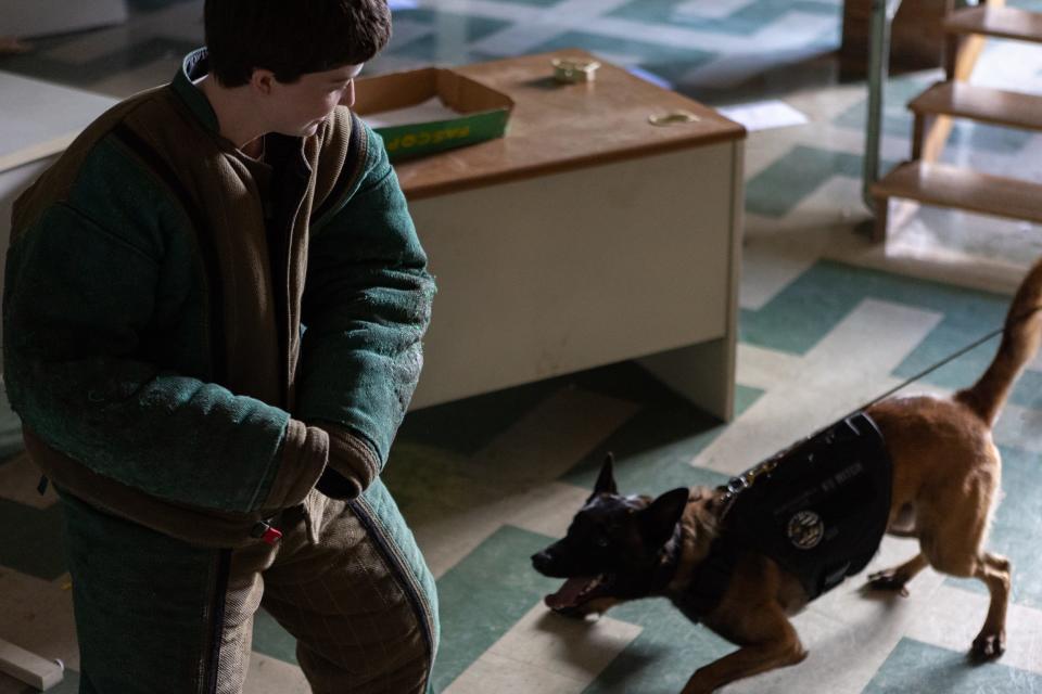 A K-9 crouches to prepare to attack person wearing a protective suit.