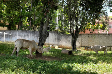 Cattle graze in the backyard of a house occupied by the Apacuana commune in Caracas, Venezuela November 13, 2018. Picture taken November 13, 2018. REUTERS/Marco Bello